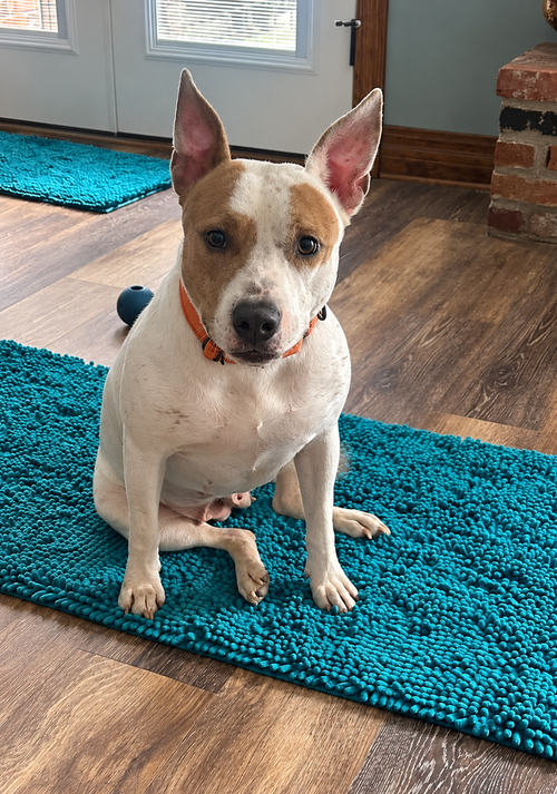 picture of the dog needing adoption