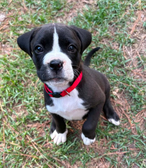Fern   (2026), an adoptable Pit Bull Terrier in Wenonah, NJ