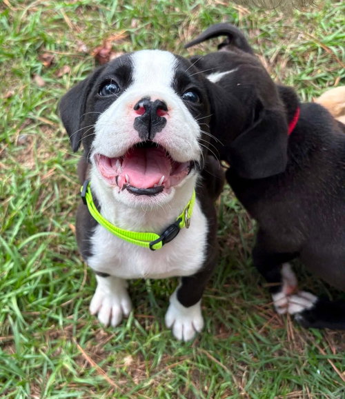 Poppy   (2026), an adoptable Pit Bull Terrier in Wenonah, NJ