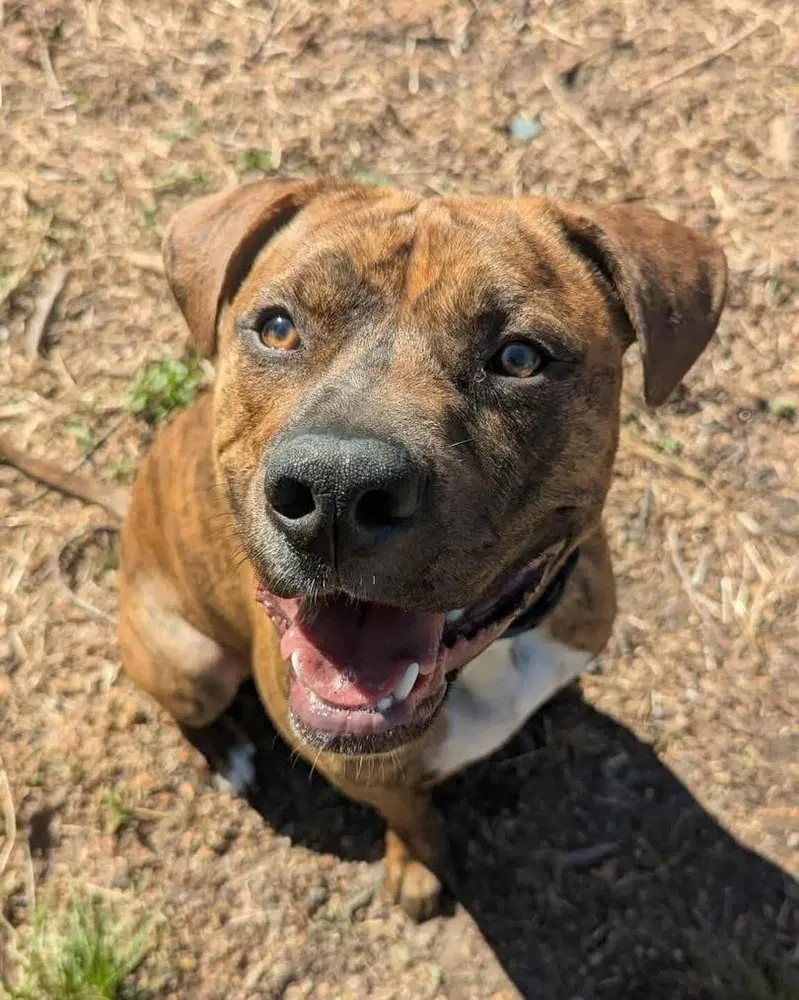 Jt - American Staffordshire Terrier