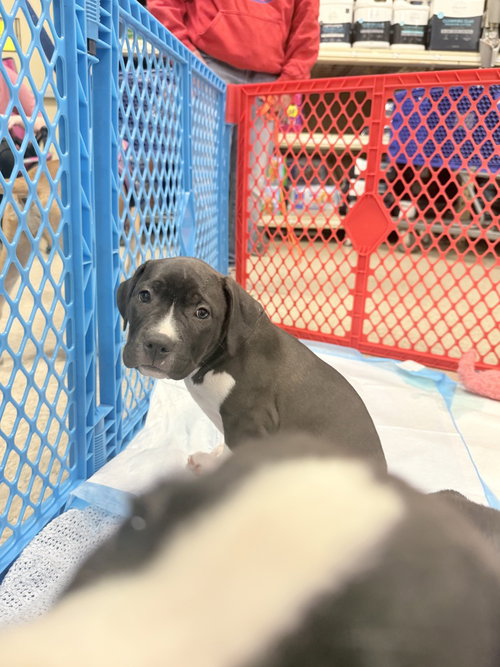 CATANIA   (TOUR OF ITALY 2026)  FKA SANTO SPIRITO - Pit Bull Terrier / Terrier available for adoption