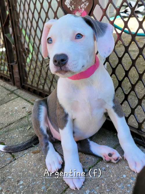 Argentine (Tiny 10 2026) FEMALE