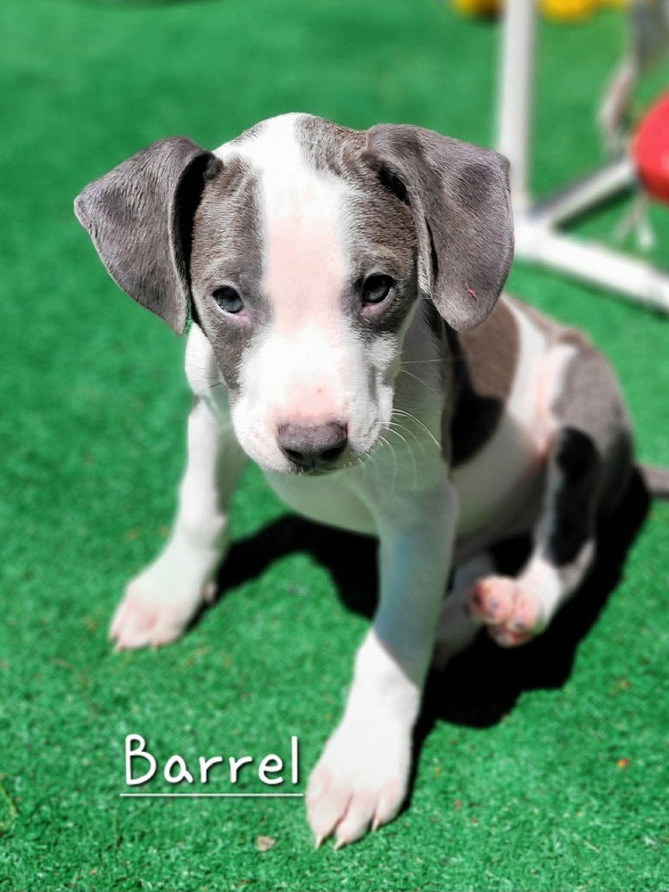 Barrel (Tiny 10 2026)   MALE