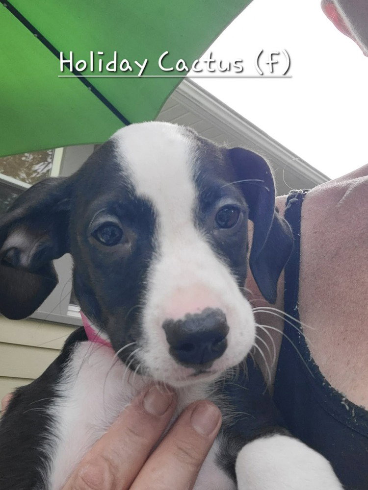 Holiday Cactus (Tiny 10 2026)  FEMALE