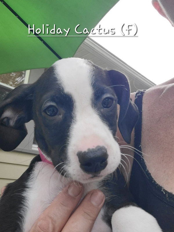 Holiday Cactus (Tiny 10 2026)  FEMALE