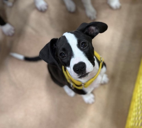 Holiday Cactus (Tiny 10 2026)  FEMALE, an adoptable Pit Bull Terrier in Wenonah, NJ