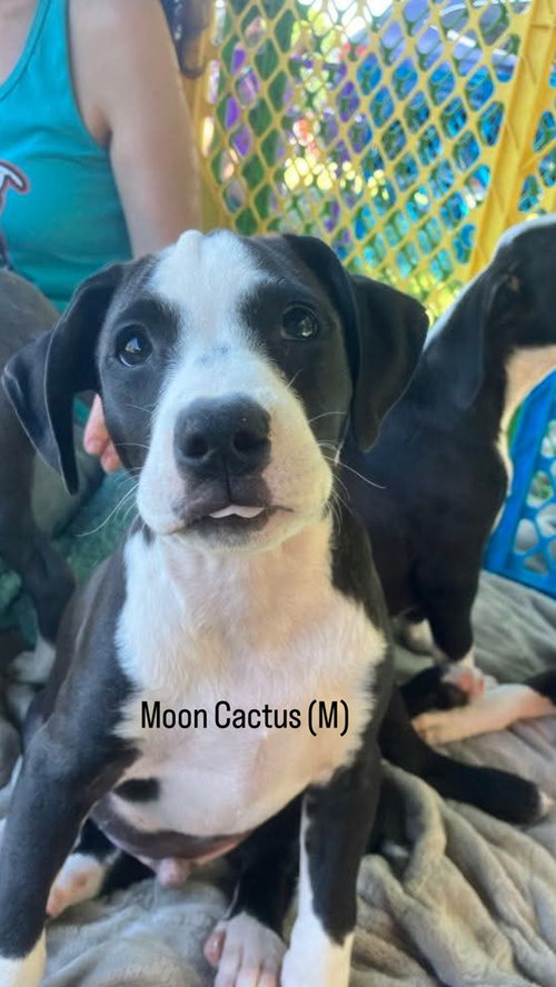 Moon Cactus (Tiny 10 2026) MALE, an adoptable Pit Bull Terrier in Wenonah, NJ