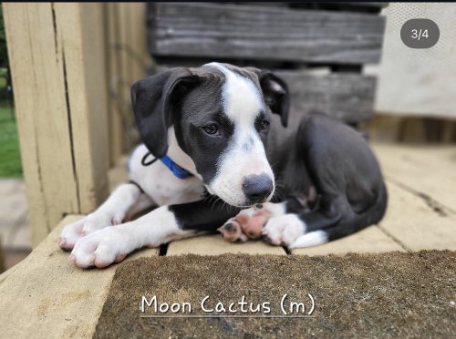 Moon Cactus (Tiny 10 2026)  MALE, an adoptable Pit Bull Terrier in Wenonah, NJ