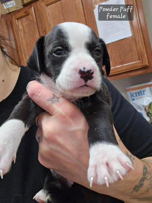 Powder Puff (Tiny 10 2026) FEMALE