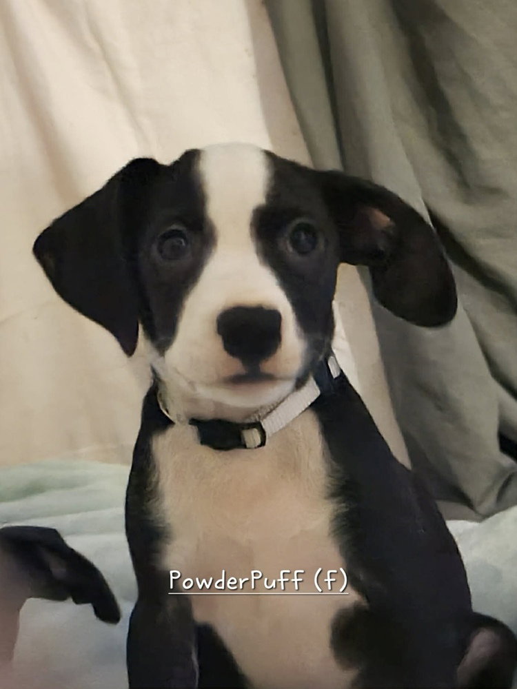 Powder Puff (Tiny 10 2026)   FEMALE