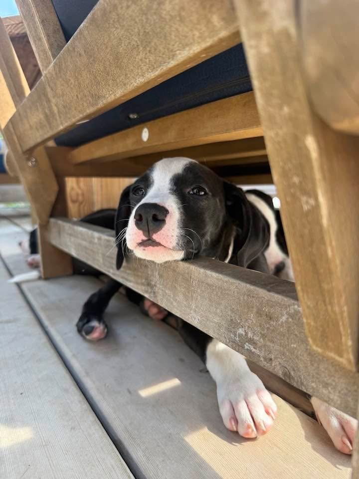 Powder Puff (Tiny 10 2026)   FEMALE