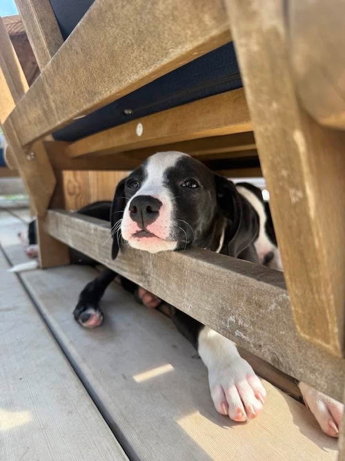 Powder Puff (Tiny 10 2026) FEMALE, an adoptable Pit Bull Terrier in Wenonah, NJ