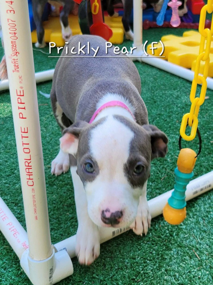 Prickly Pear (Tiny 10 2026)  FEMALE