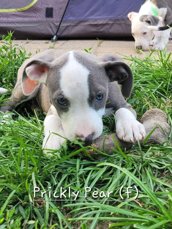 Prickly Pear (Tiny 10 2026)  FEMALE