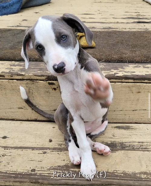Prickly Pear (Tiny 10 2026)  FEMALE, an adoptable Pit Bull Terrier in Wenonah, NJ