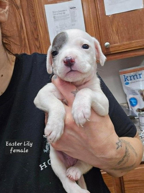 Easter Lily (Tiny 10 2026) FEMALE