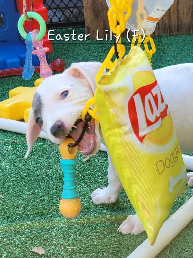Easter Lily (Tiny 10 2026) FEMALE