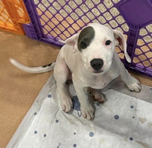 Easter Lily (Tiny 10 2026) FEMALE, an adoptable Pit Bull Terrier in Wenonah, NJ