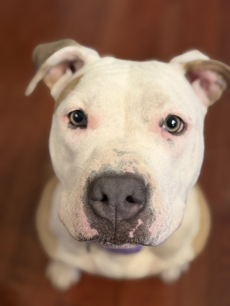 Shelly Image
