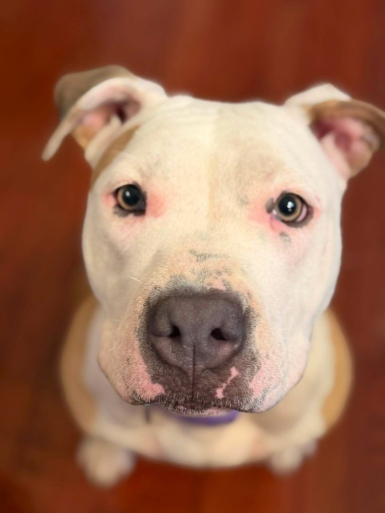 Shelly