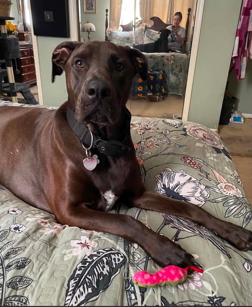 Zeus (Koda)