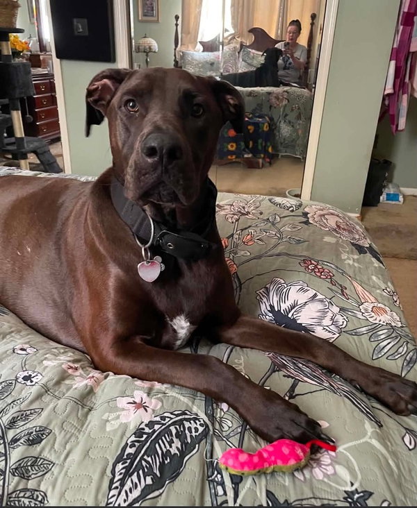 Zeus    (Koda)