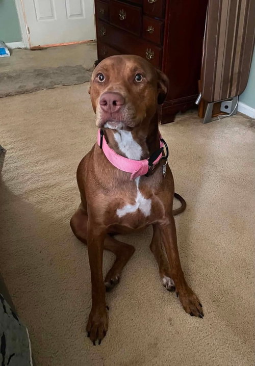 Athena    (Tessa)