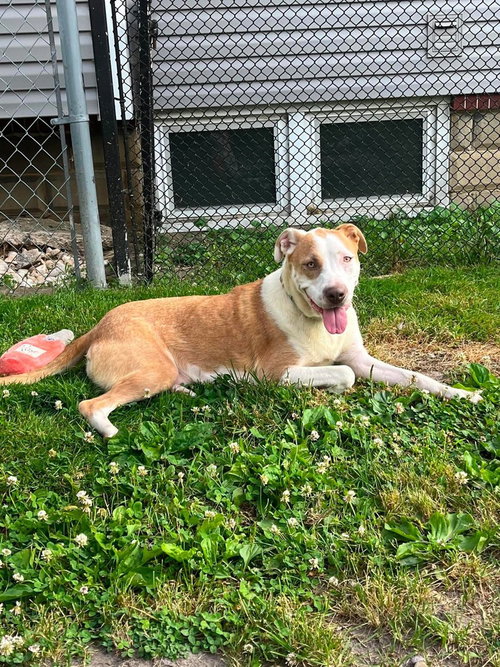 Taylor Swift (Eras Tour Mom 2026), an adoptable Pit Bull Terrier in Wenonah, NJ