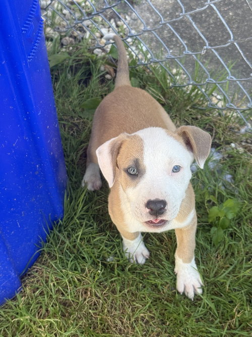 Speak Now (Eras Tour 2026) M, an adoptable Pit Bull Terrier in Wenonah, NJ