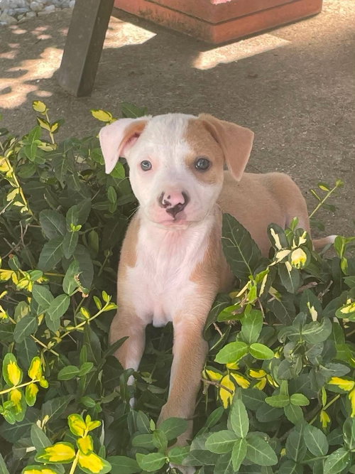 Folklore (Eras Tour 2026) M, an adoptable Pit Bull Terrier in Wenonah, NJ