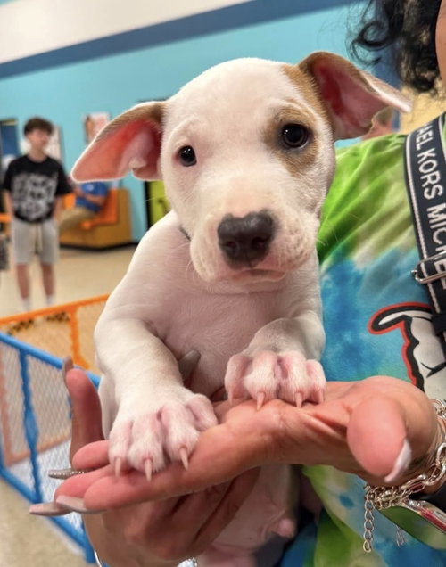 Debut (Eras Tour 2026) M, an adoptable Pit Bull Terrier in Wenonah, NJ
