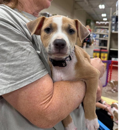 Lover (Eras Tour 2026) F, an adoptable Pit Bull Terrier in Wenonah, NJ