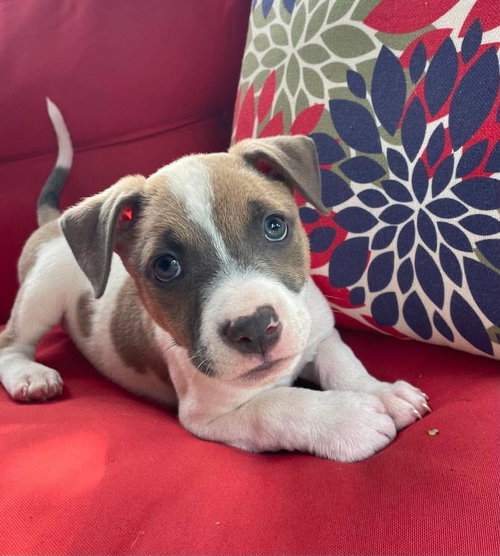 Fearless (Eras Tour 2026) M, an adoptable Pit Bull Terrier in Wenonah, NJ