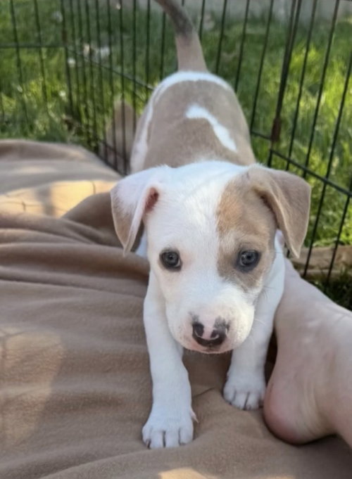 Red (Eras Tour 2026) M, an adoptable Pit Bull Terrier in Wenonah, NJ