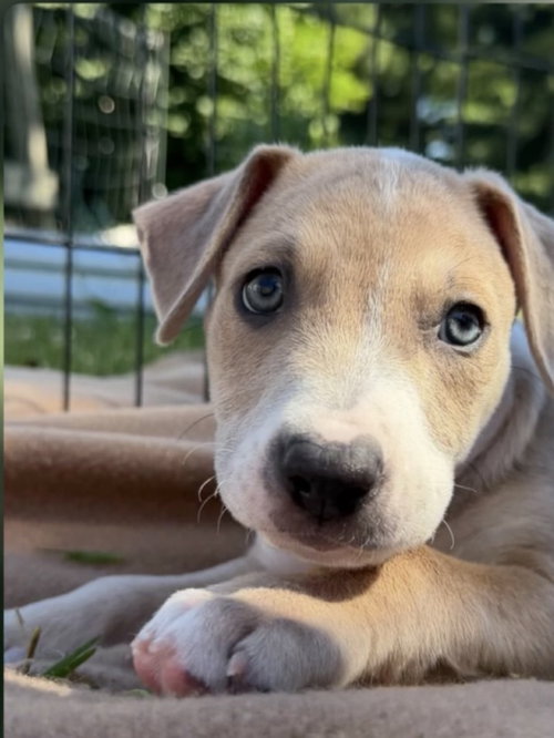 Poet (Eras Tour 2026) M, an adoptable Pit Bull Terrier in Wenonah, NJ