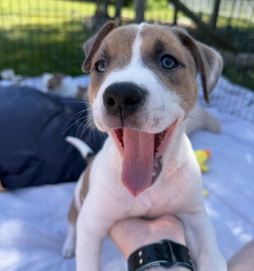 Karma (Eras Tour 2026) F, an adoptable Pit Bull Terrier in Wenonah, NJ