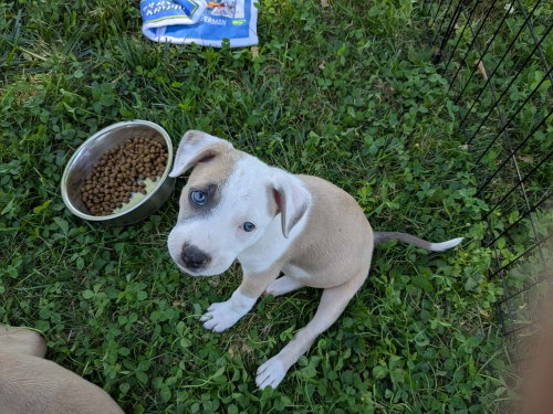 Showgirl (Eras Tour 2026) F, an adoptable Pit Bull Terrier in Wenonah, NJ