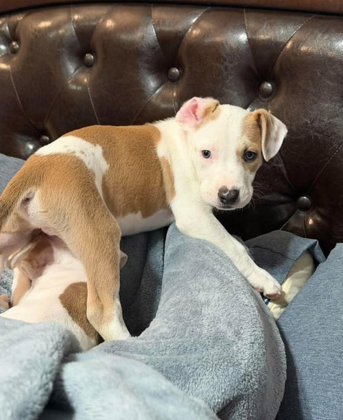 Reputation (Eras Tour 2026) M, an adoptable Pit Bull Terrier in Wenonah, NJ