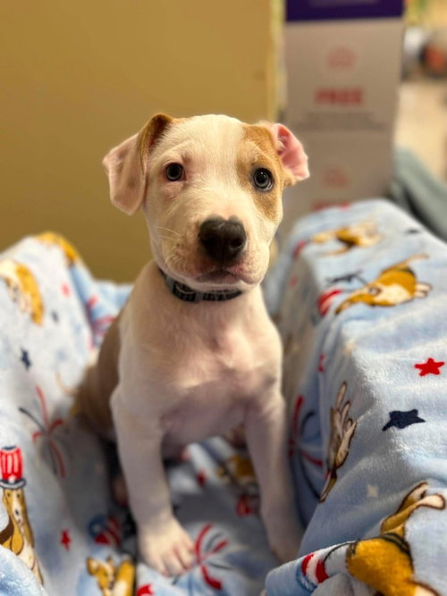 Reputation (Eras Tour 2026) M, an adoptable Pit Bull Terrier in Wenonah, NJ