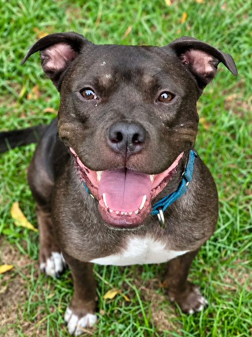 picture of the dog needing adoption