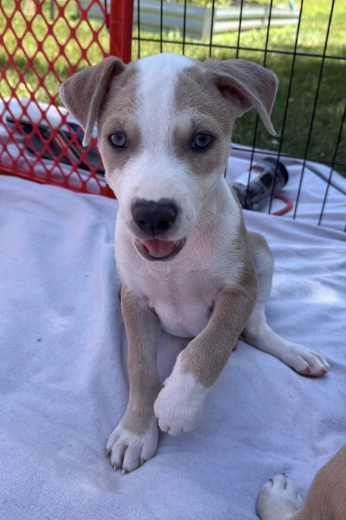 Evermore (Eras Tour 2026) M, an adoptable Pit Bull Terrier in Wenonah, NJ