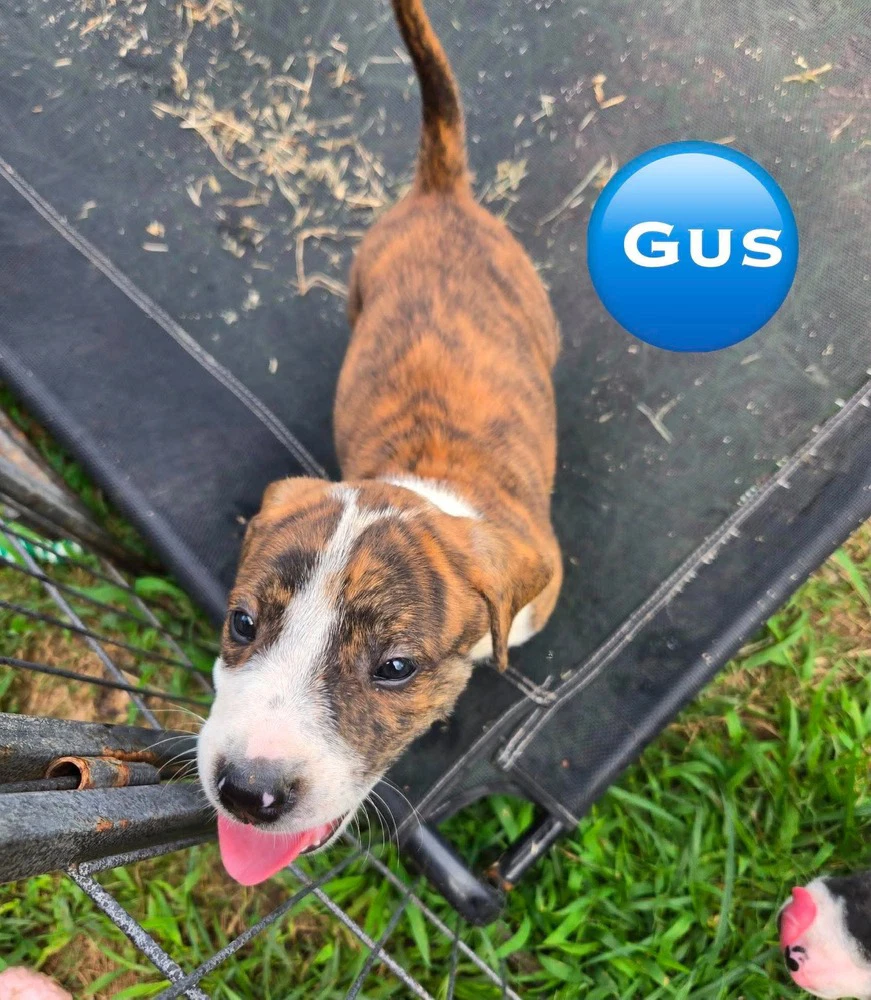Gus 'bama Bunch