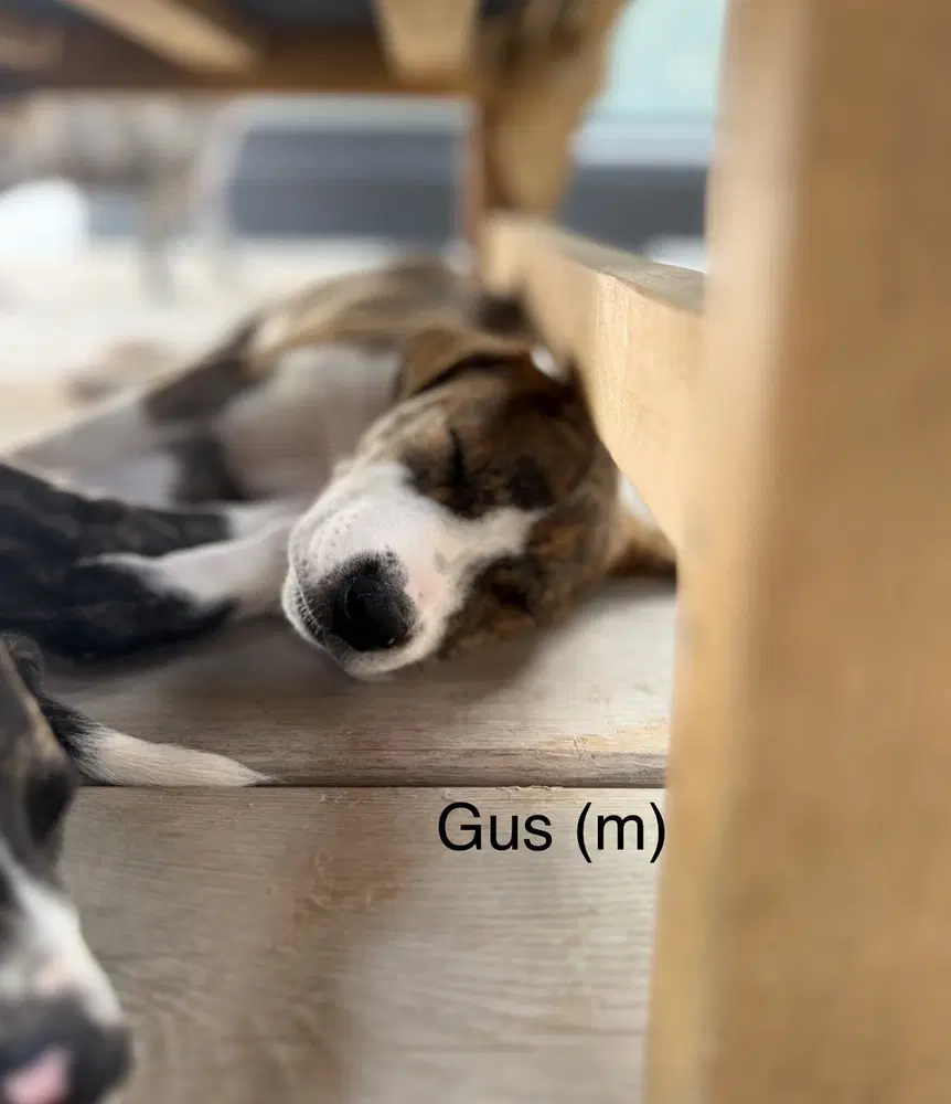 Gus 'bama Bunch - Pit Bull Terrier