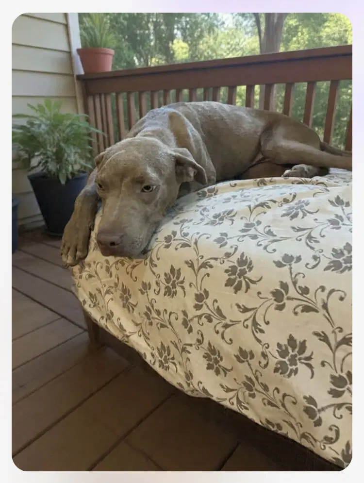 Howdy image 2
