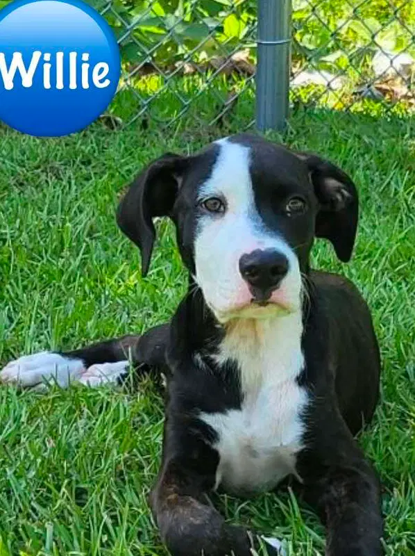 Willie image 2