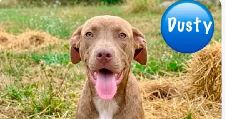 Dusty - Pit Bull Terrier