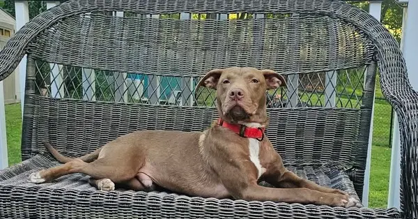 Dusty - Pit Bull Terrier