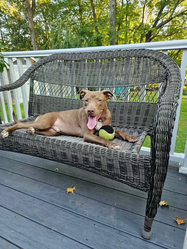 Dusty - Pit Bull Terrier