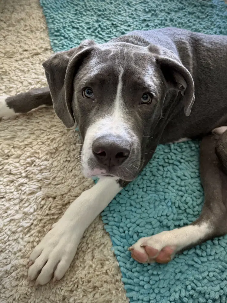 Presley - Pit Bull Terrier