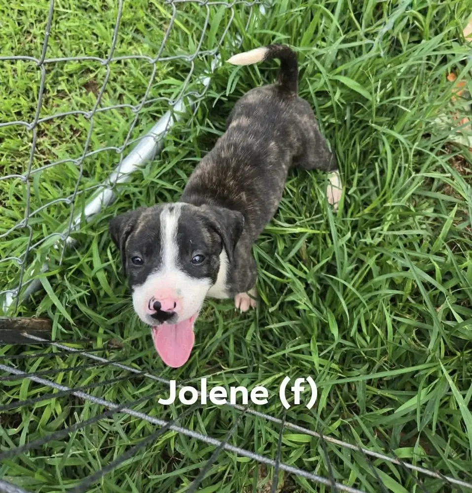 Jolene 'bama Bunch - Pit Bull Terrier